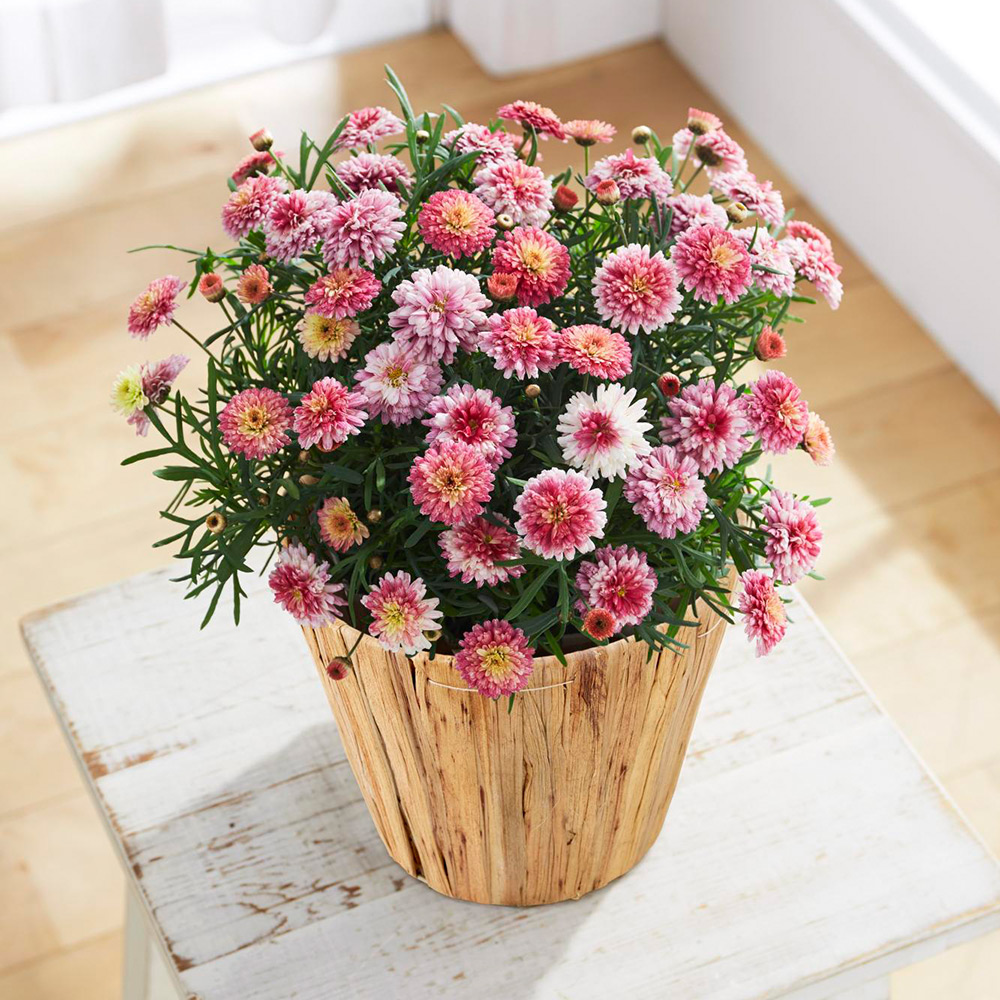 【母の日】生花 マーガレット「京都恋物語」