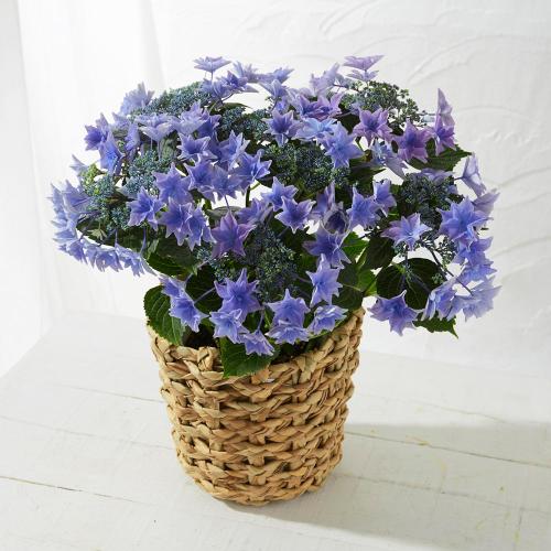 【母の日】生花 アジサイ「雨のち星ブルー」