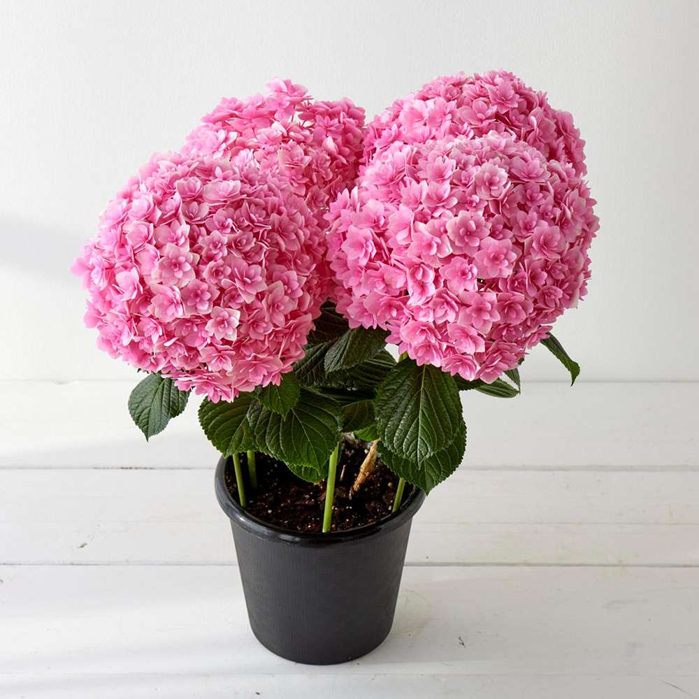 【母の日】生花 アジサイ「桜重」
