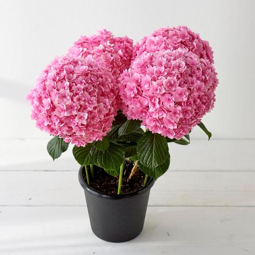 【母の日】生花 アジサイ「桜重」