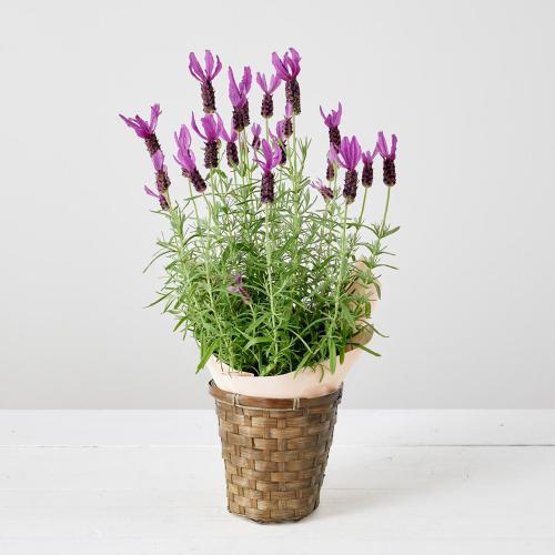 【母の日】生花 フレンチラベンダー