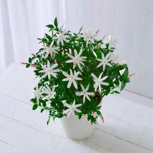 その他のお花・植物