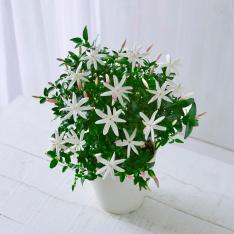 【母の日】生花 ワイルドスタージャスミン