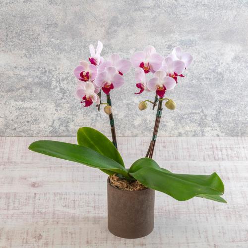 【母の日】生花 ミディ胡蝶蘭「リトルジェム」2本立ち