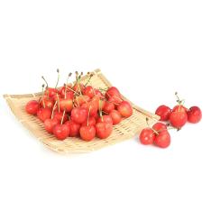 【父の日】山形県産さくらんぼ500g（佐藤錦または紅秀峰）