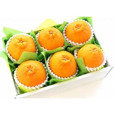 デコポン5～6個（化粧箱）