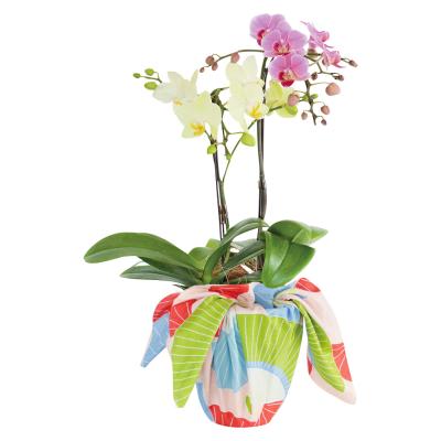 生花（鉢もの） | フラワー | 【予算で探す】10,000円台 | 【2026