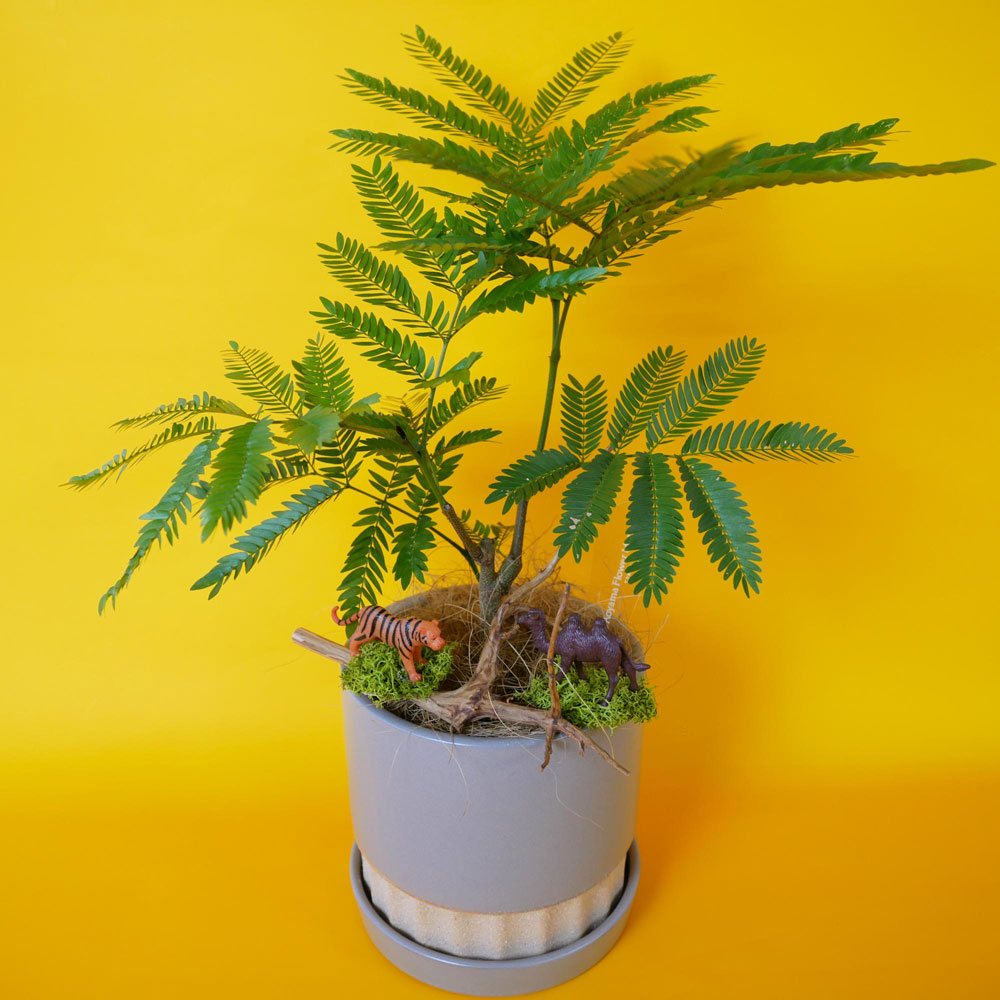 【父の日】観葉植物「エバーフレッシュ」（3.5寸）