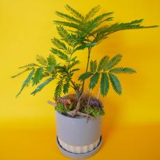 【父の日】観葉植物「エバーフレッシュ」（3.5寸）