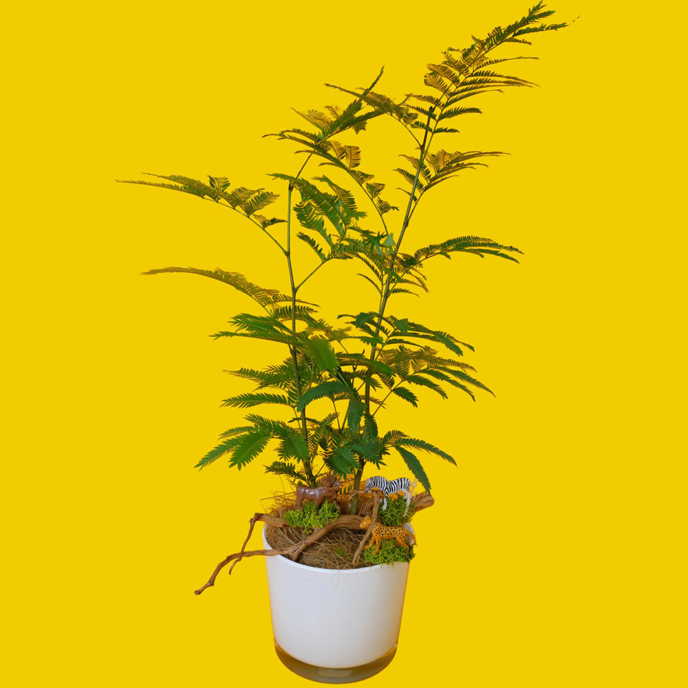 【父の日】観葉植物「エバーフレッシュ」（4.5寸）ガラス器