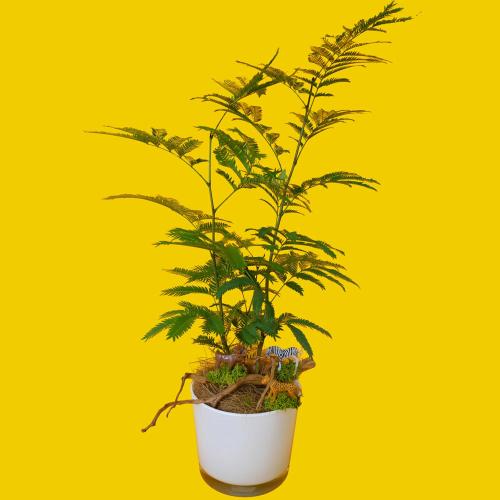 【父の日】観葉植物「エバーフレッシュ」（4.5寸）ガラス器