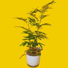 【父の日】観葉植物「エバーフレッシュ」（4.5寸）ガラス器