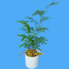 【父の日】観葉植物「エバーフレッシュ」（4.5寸）陶器