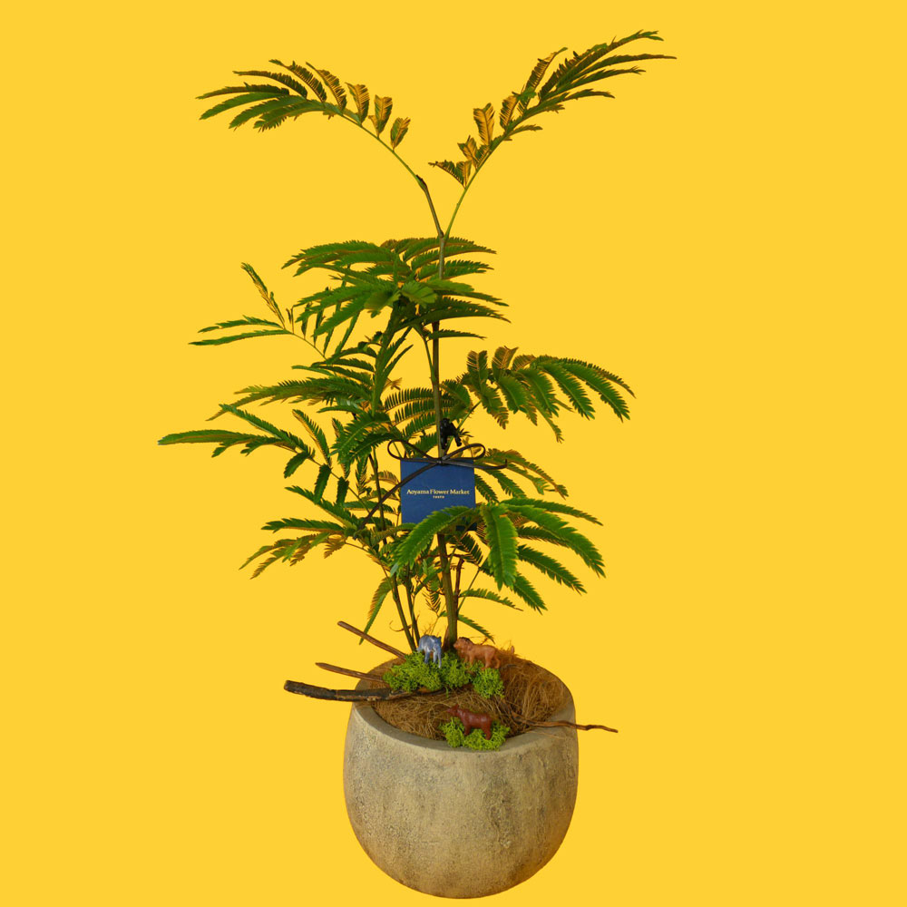 【父の日】観葉植物「エバーフレッシュ」（6寸）