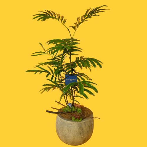 【父の日】観葉植物「エバーフレッシュ」（6寸）