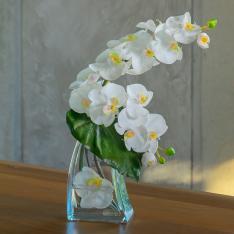 ファレノプシスL