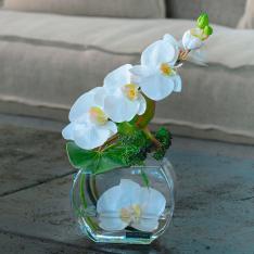 ファレノプシスS-b