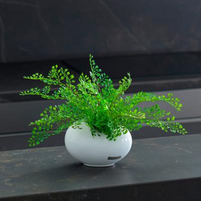 EMILIO ROBBA（エミリオ・ロバ） | グリーン（観葉植物） | リビング