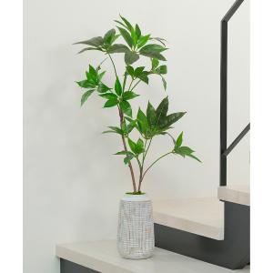 ファレノプシスリップ ピンク s | 商品詳細 | 高島屋オンライン