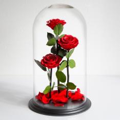 ベルローズ・ダイヤモンドエディション3輪 ブライトレッド