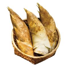 京都・大原野産 朝掘り新筍　義の筍