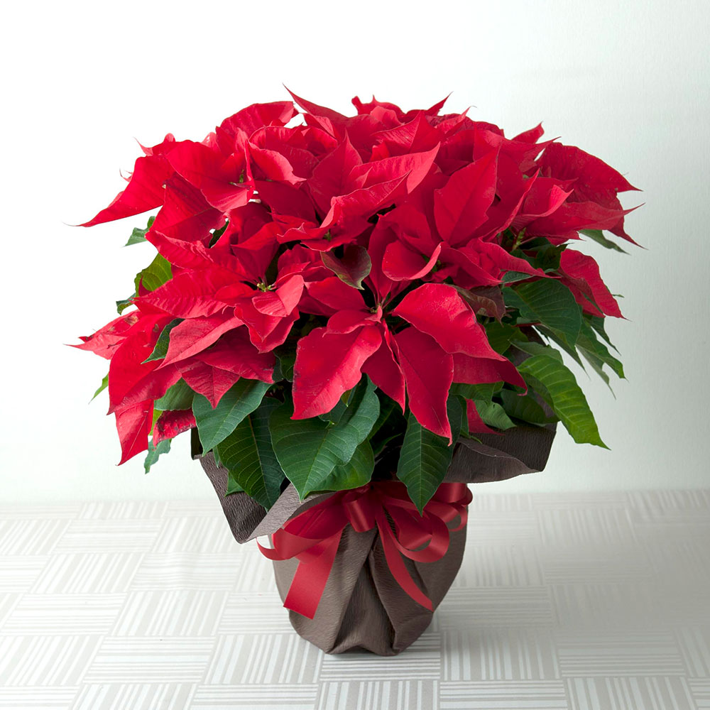 鉢植えギフト ポインセチア 商品詳細 高島屋オンラインストア