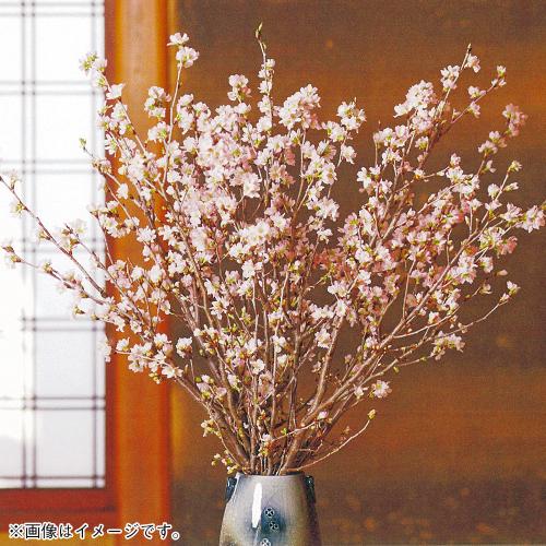 <山形の極み>山形県産 啓翁桜(120cm)(E982)349828