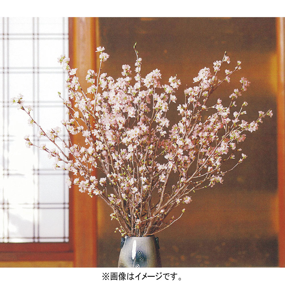 啓翁桜