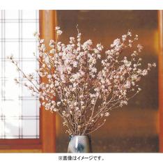 啓翁桜