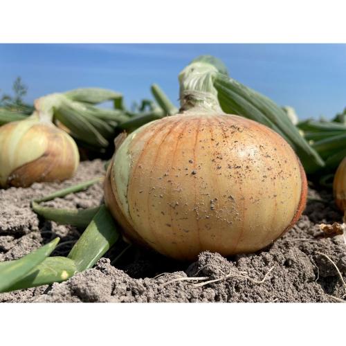 プレミアム 泉州たまねぎ 5kg