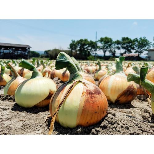 プレミアム 泉州たまねぎ 10kg
