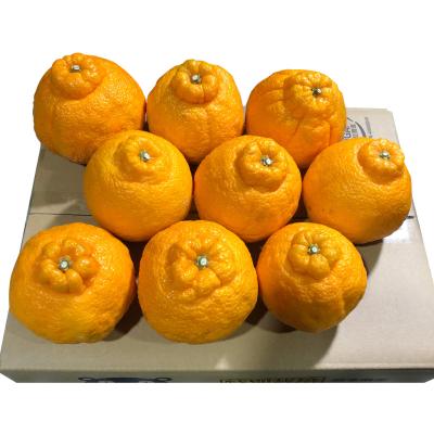 特別栽培不知火柑