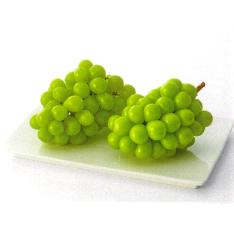 【最適な時期に収穫し、順次発送予定】岡山県産ぶどう食べ比べ