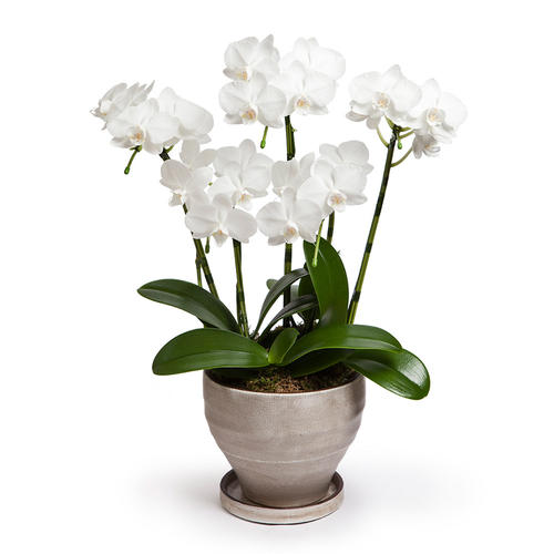 ミディ胡蝶蘭 アマビリス 5本立 商品詳細 高島屋オンラインストア