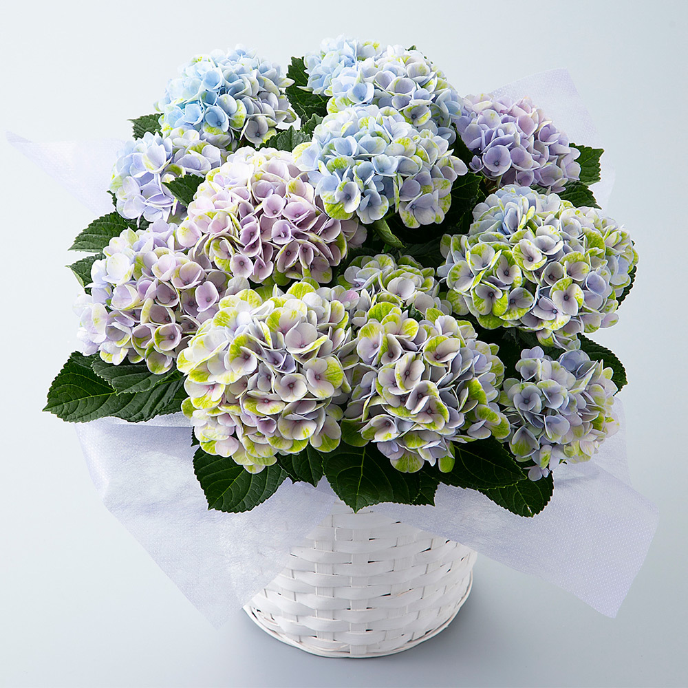 母の日届け専用 オンライン限定 生花 鉢物 アジサイ ギフト花鉢 マジカルレボリューション グラデーションピンク 商品詳細 高島屋オンラインストア 母の日届け専用 オンライン限定 生花 鉢物 アジサイ ギフト花鉢 マジカルレボリューション グラデーションピンク 商品詳細 高島屋オンラインストア
