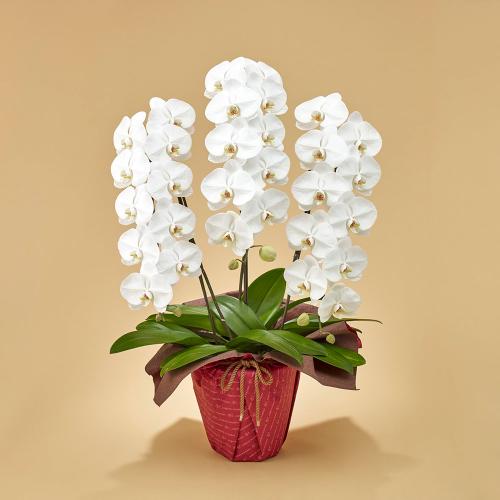 生花 胡蝶蘭3本立(白)