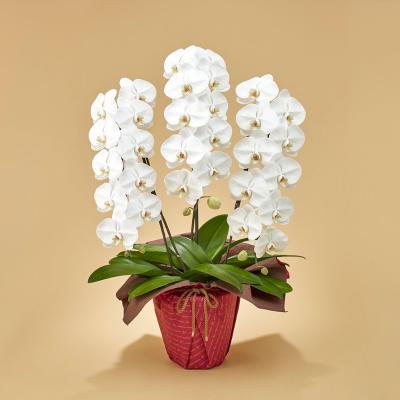 森伊蔵720ml タカシマヤ 花柄包装 森伊蔵 高島屋包装 芋焼酎 森伊蔵 極上の一滴 25度 720ml × 1本
