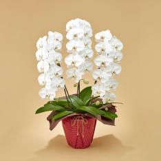 生花 胡蝶蘭3本立（白）