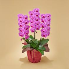 生花 胡蝶蘭3本立（ピンク）