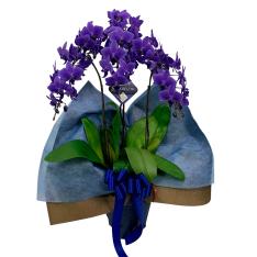 生花 青色ミディ胡蝶蘭「Blue Gene （ブルージーン）」3本立