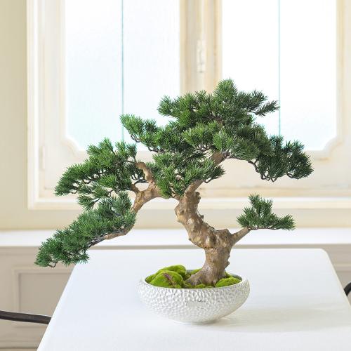 Bonsai 3L25