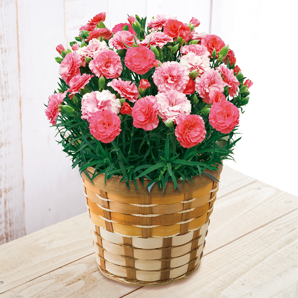 生花 ﾓﾘﾋﾛ ｶｰﾈｰｼｮﾝ さくらもなか 商品詳細 高島屋オンラインストア