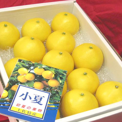 【母の日】土佐温室小夏 2kg