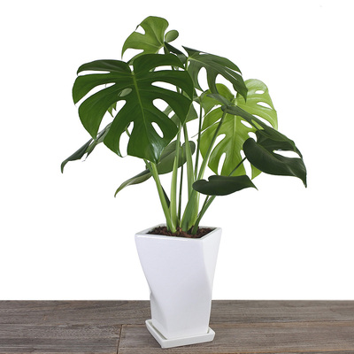 鉢植え 観葉植物 モンステラ