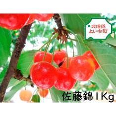 【最適な時期に収穫し、順次発送予定】JAよいち　寒い冬が美味しさのひみつ　余市町　佐藤錦