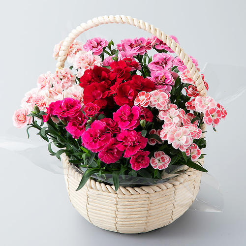 【母の日】ガーデンカーネーション 5株寄せカゴ（オスカーミックス）