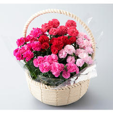 【母の日】カーネーション 5株寄せカゴ（プリティーミックス）