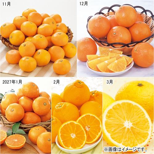 【定期便】味わいいろいろ柑橘（11-3月届け）