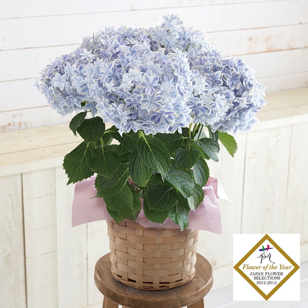 生花アジサイ 万華鏡 商品詳細 高島屋オンラインストア