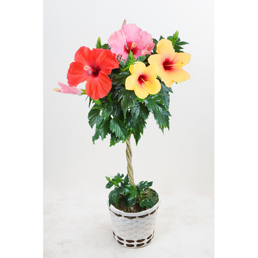 生花ハイビスカス3色スタンド仕立て 商品詳細 高島屋オンラインストア 生花ハイビスカス3色スタンド仕立て 商品詳細 高島屋オンラインストア